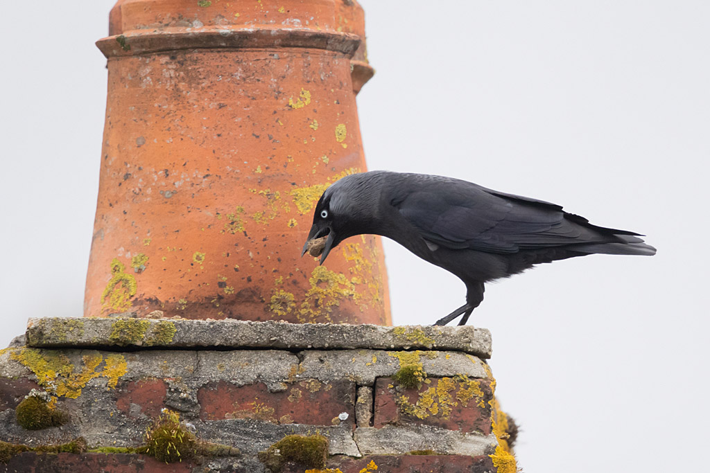 Choucas  des tours apport de terre 2.jpg