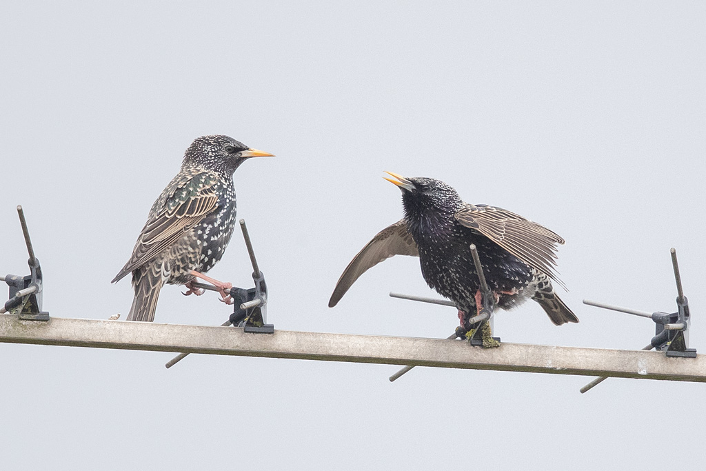 Etourneau sansonnet parade 2.jpg