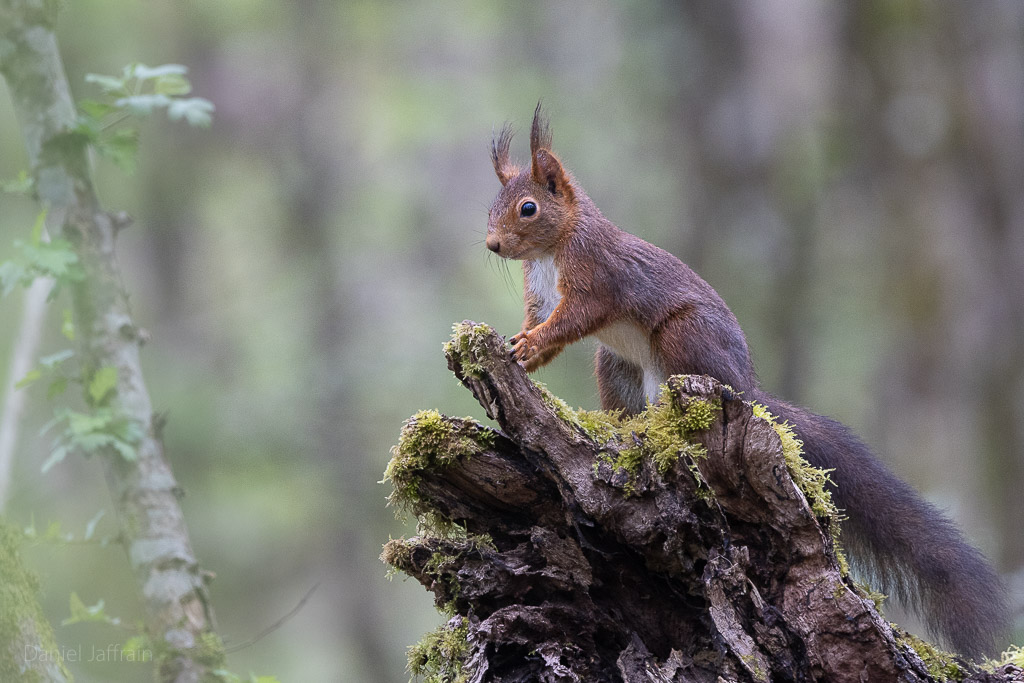 Image et Nature-1-17.jpg