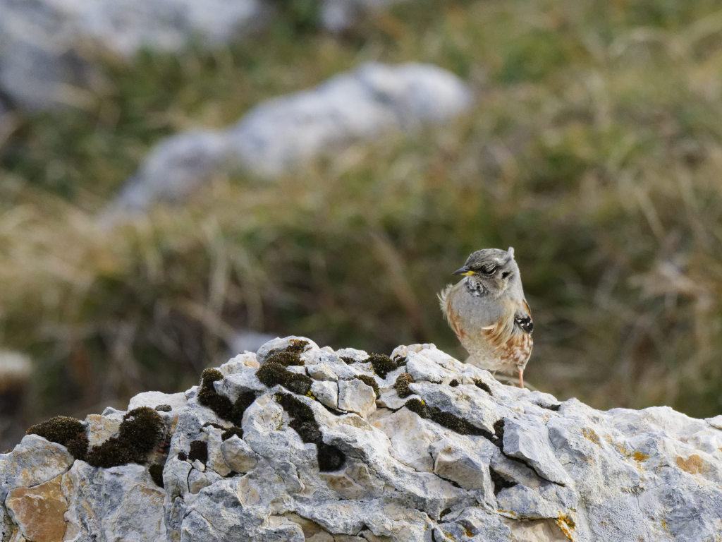 Accentueur alpin-9.jpg