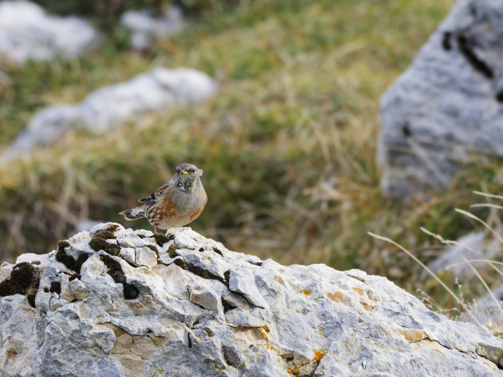 Accentueur alpin-14.jpg