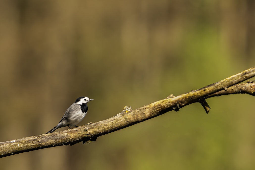 Bergeronnette Grise-6.jpg