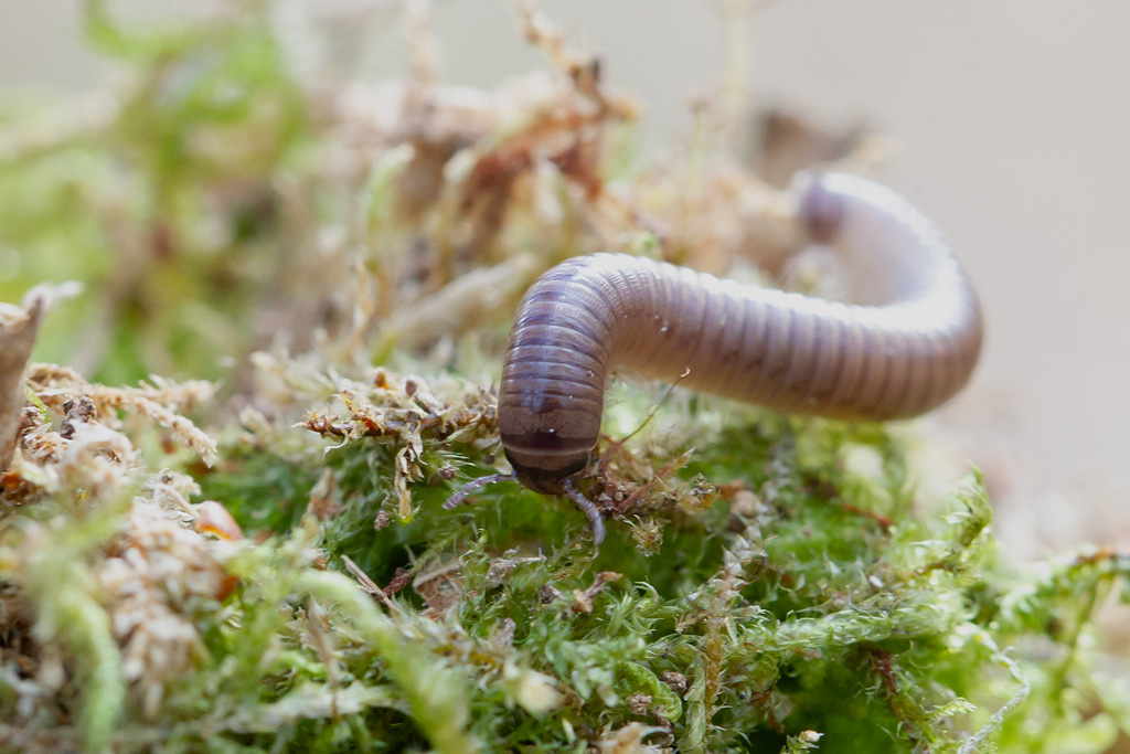 Cylindroiulus punctatus 1-5.jpg