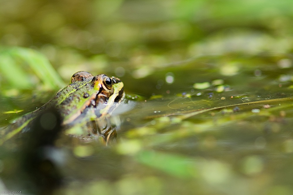 N11 petite grenouille verte.JPG