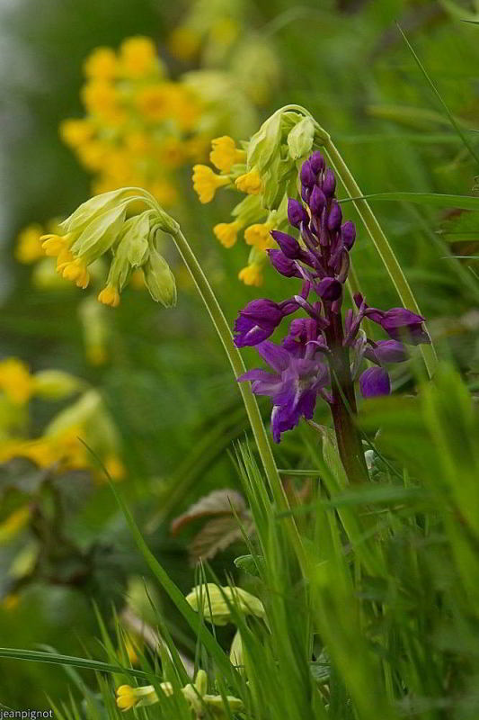 N3 orchis male_001N3 orchis male_02_001N3 orchis male_001N3 orchis male_02.JPG