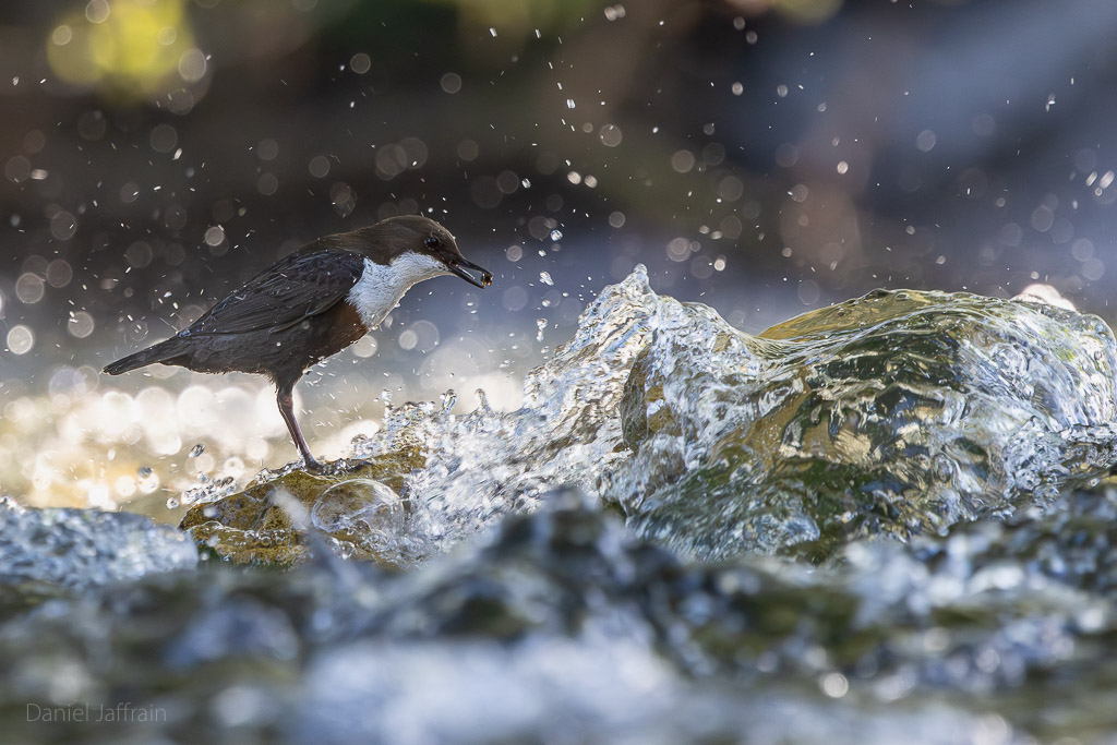 Image et Nature-1-18.jpg