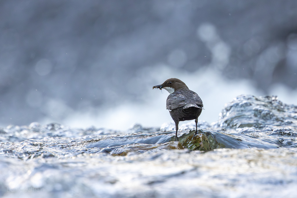 Image et Nature-1-21.jpg