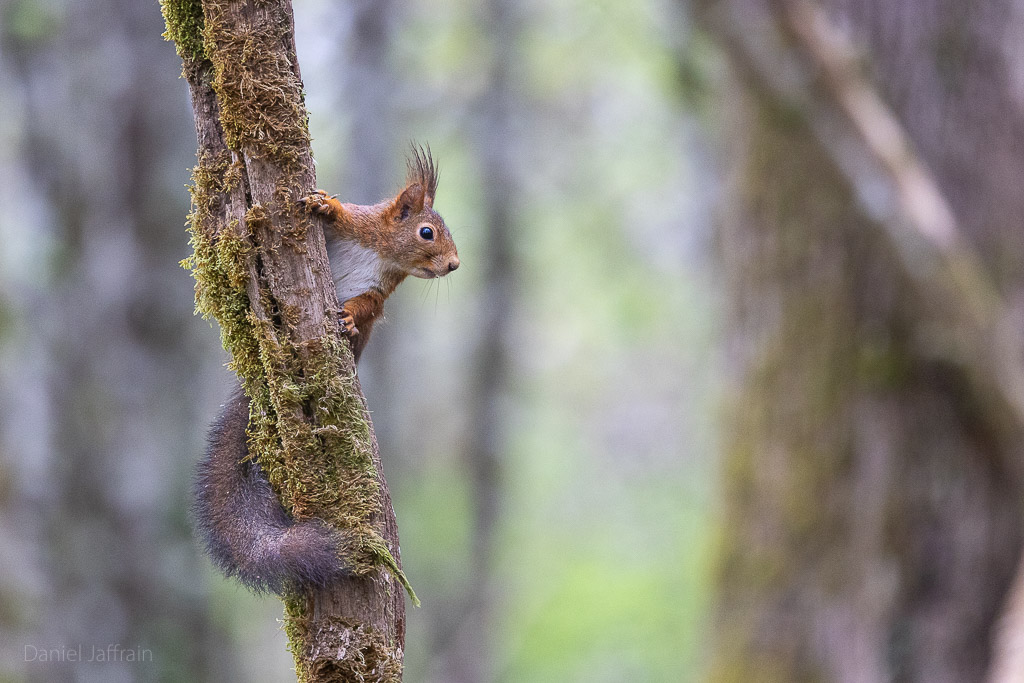 Image et Nature-1-20.jpg