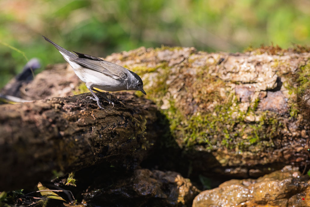 Fauvette à tête noire (Sylvia atricapilla) Blackcap-279.jpg
