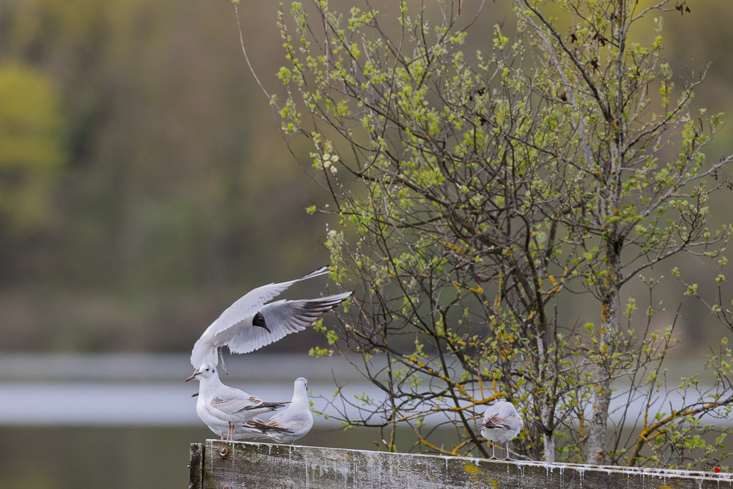 Mouette rieuse (Chroicocephalus ridibundus)-119.jpg