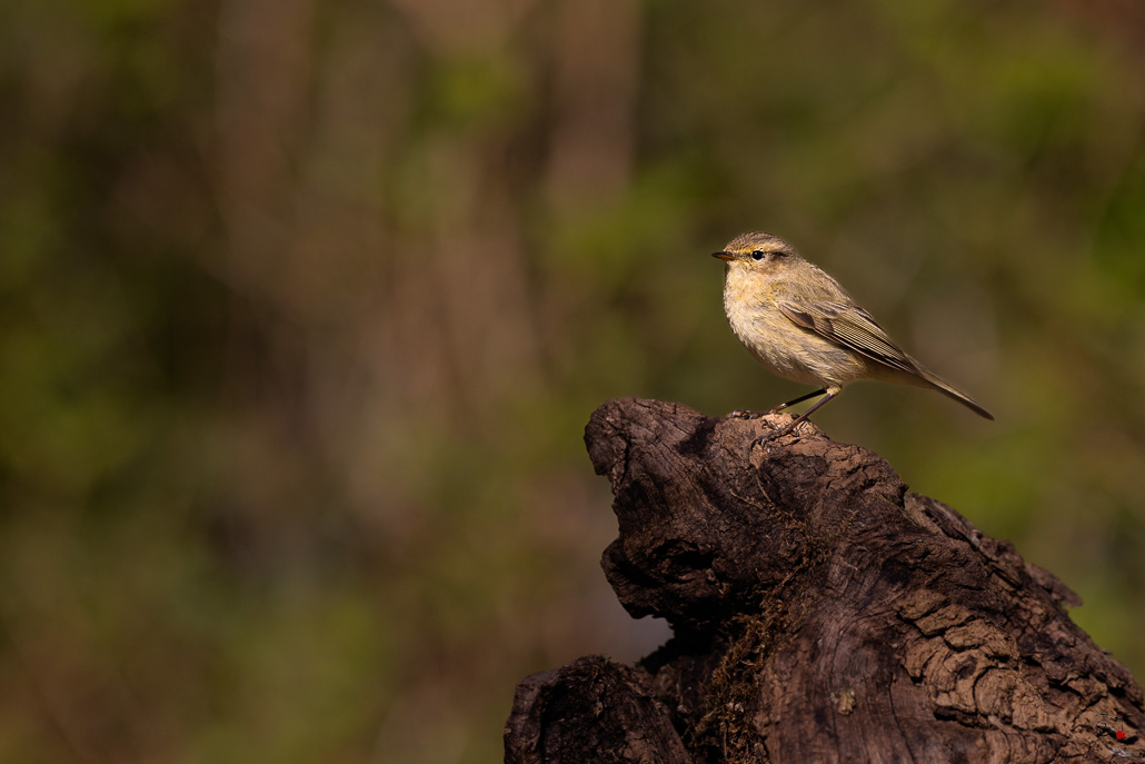 Pouillot Véloce (Phylloscopus collybita) Eurasian or Common chiffchaff-493.jpg