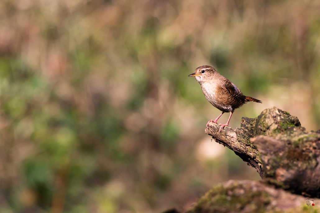 Troglodyte mignon (Troglodytes troglodytes)-385.jpg
