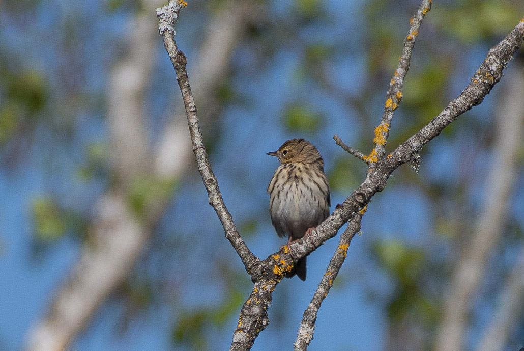 Alouette Lulu -1-.jpg