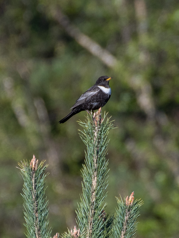 Merle à plastron -0-.jpg