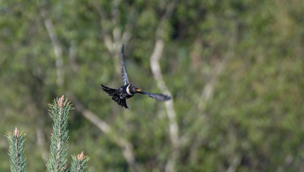 Merle à plastron_.jpg