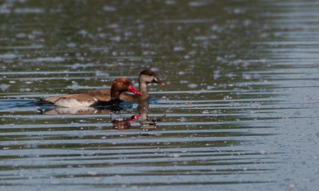Nette Rousse -0-.jpg