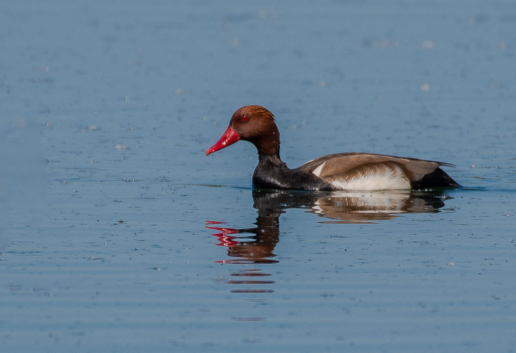 Nette Rousse -4-.jpg