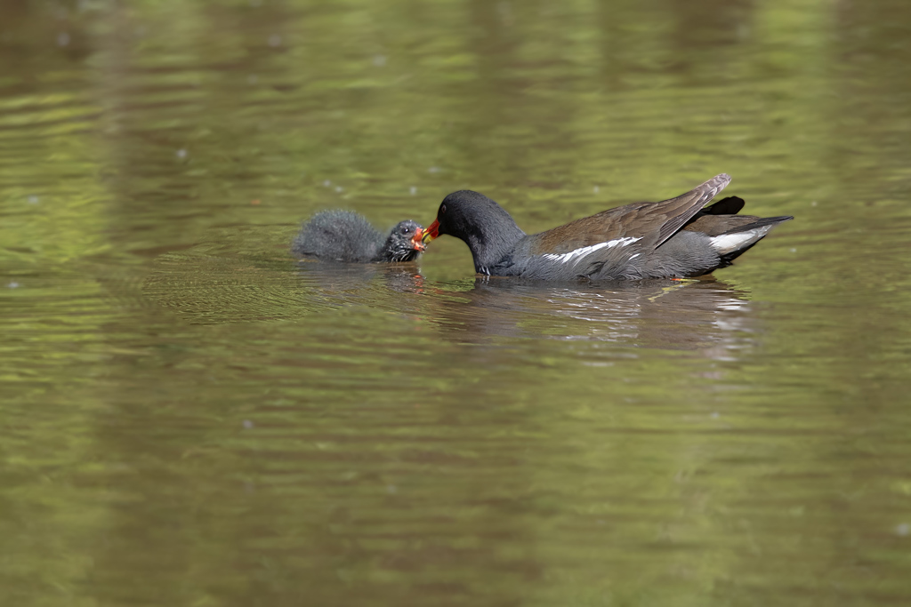 Gallinule poule d'eau famille 5.jpg