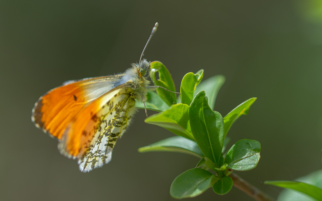 Papillon. Aurore -4-.jpg