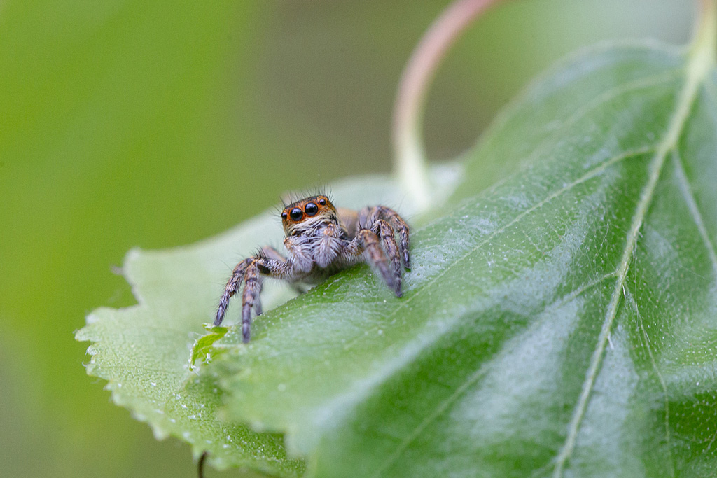 Carrhotus xanthogramma - saltique orangée 2.jpg