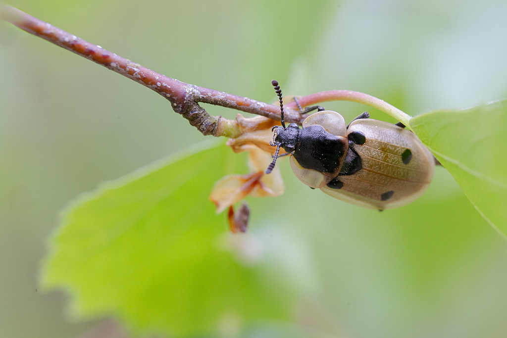 Xylodrepa quadripunctata 3.jpg