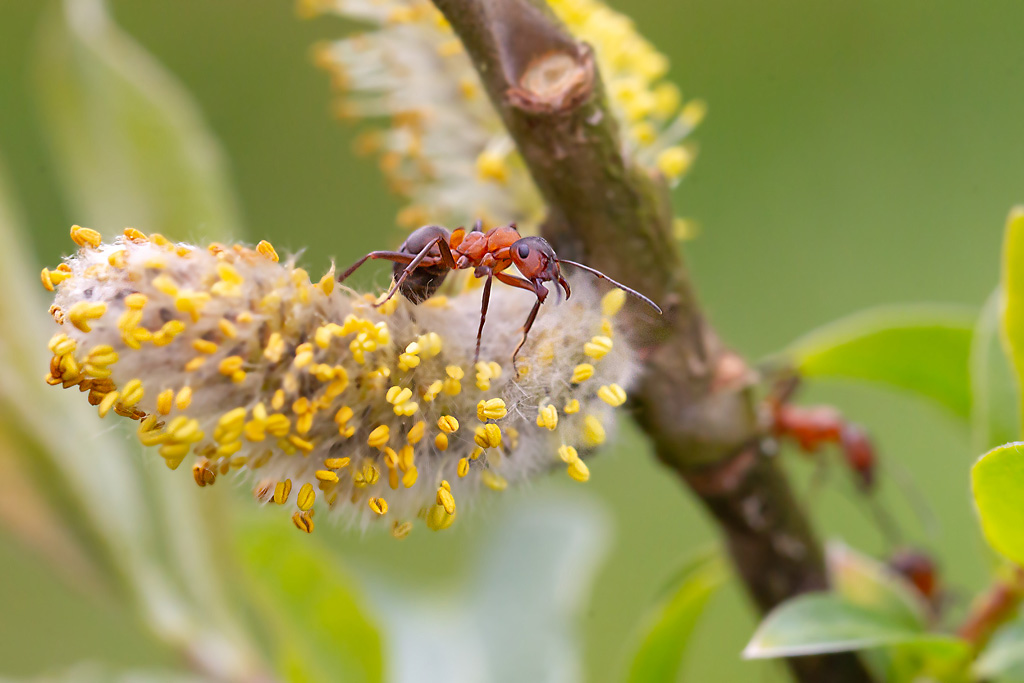 Fourmis rousses - Formica rufa.jpg