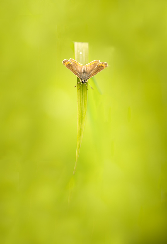 DSC_8302_DxO copie.jpg