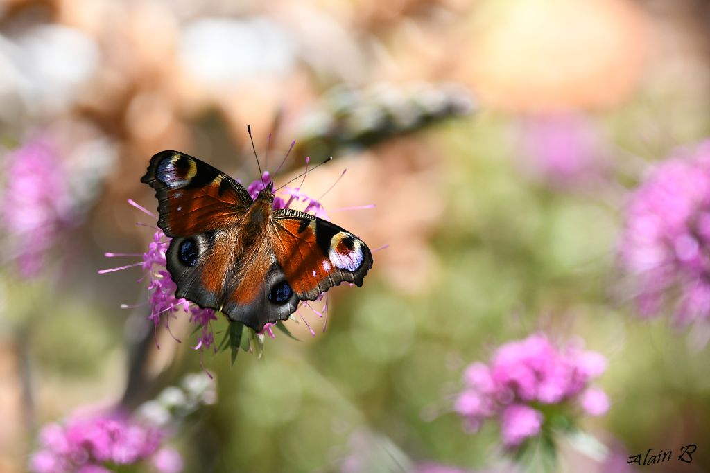 DSC_4119 paon du jour.jpg