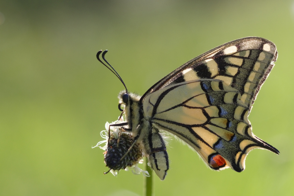 _MG_1272 Machaon.jpg