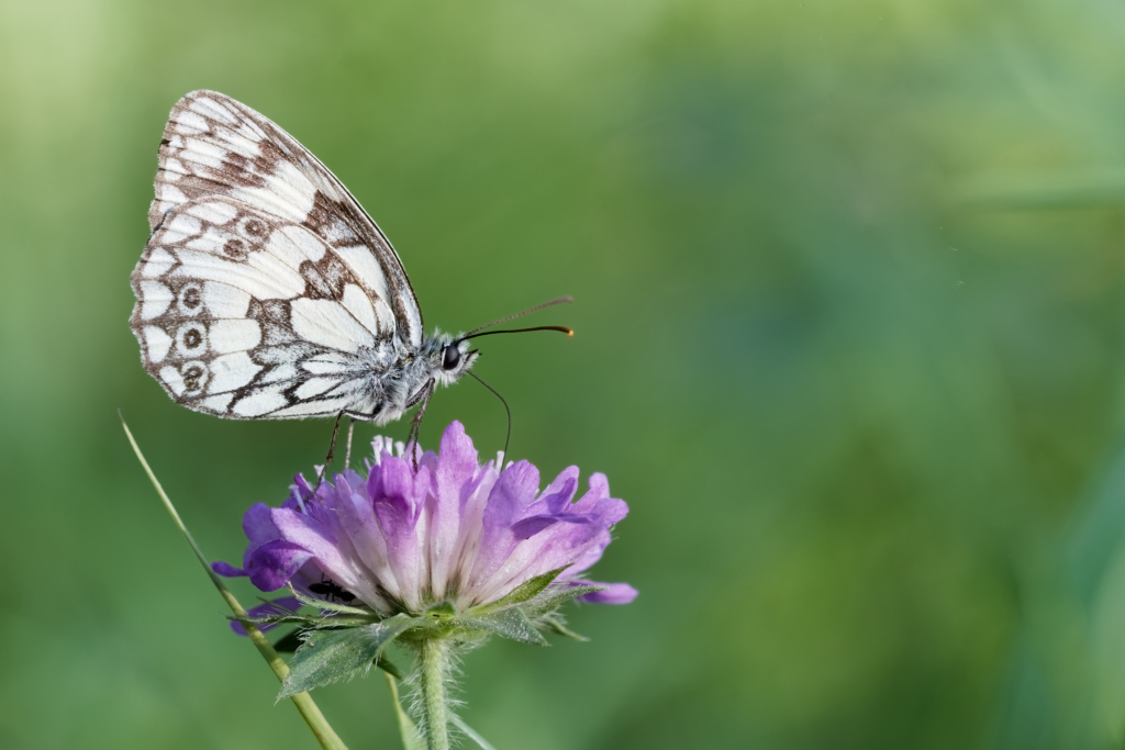 IMG_1212 Demi deuil.jpg