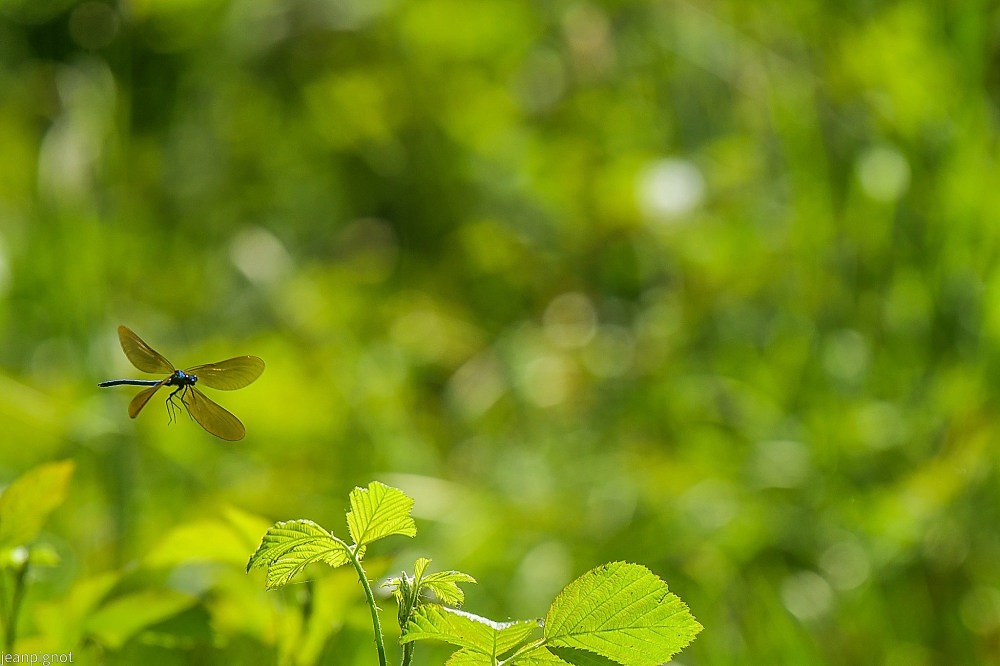 N11 calopteryx en vol.JPG
