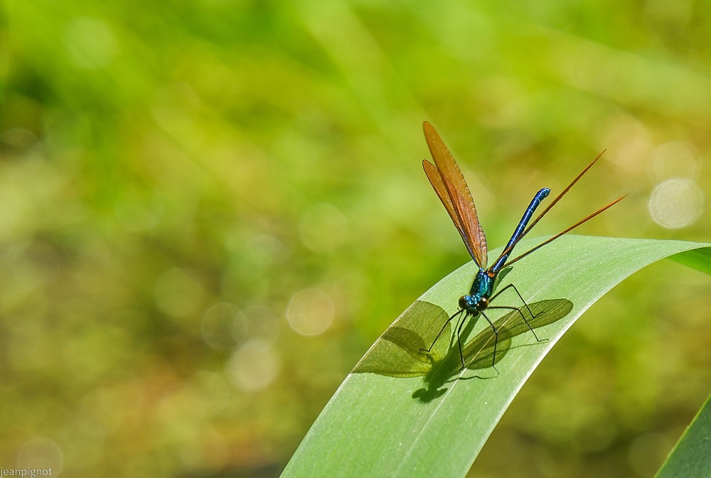 N8 caloptéryx virgo.JPG