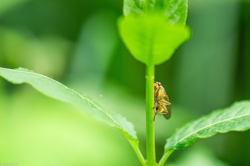 N3 mouche scatophage.JPG