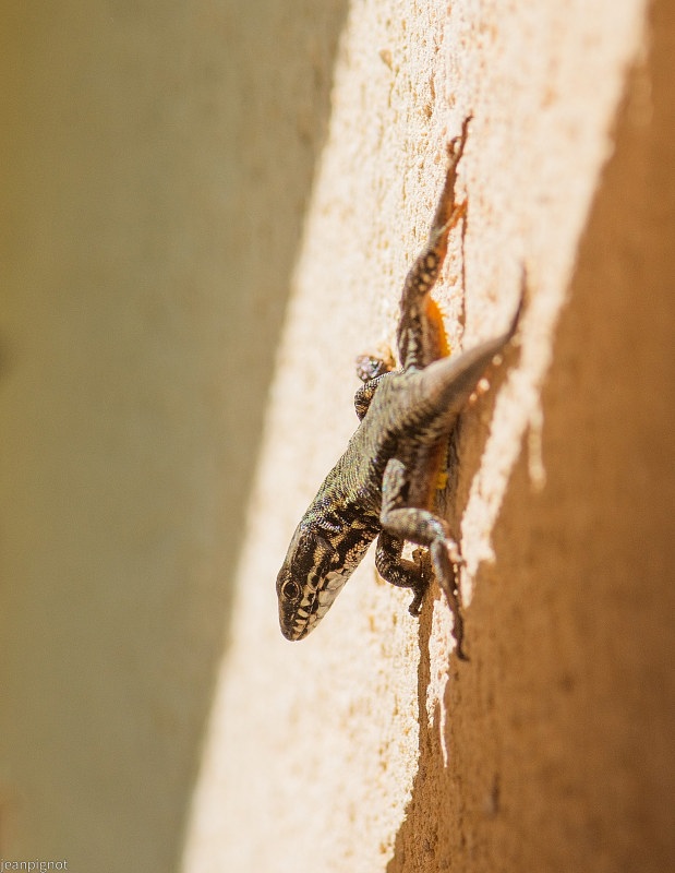 N1 lezard des murailles.JPG