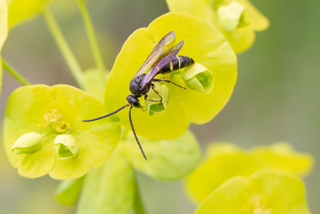Argogorytes mystaceus 2.jpg