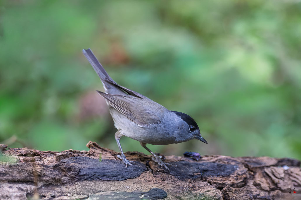 Fauvette à tête noire (Sylvia atricapilla) Blackcap-288.jpg