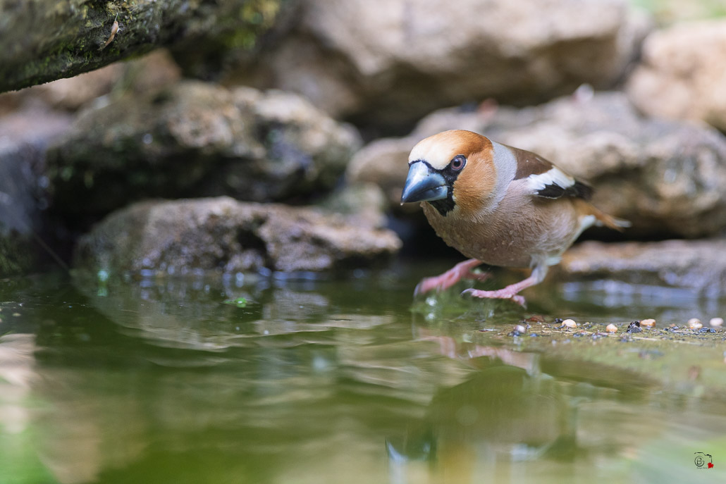 Grosbec casse-noyaux (Coccothraustes coccothraustes), Hawfinch-369.jpg