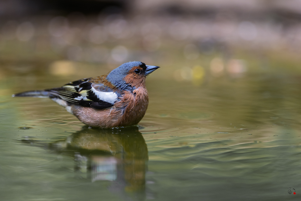 Pinson des arbres (Fringilla coelebs) - Chaffinch-502.jpg