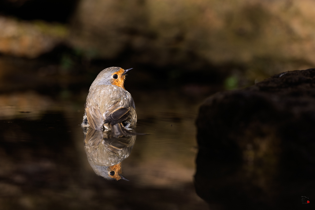 Rougegorge familier (Erithacus rubecula) - European Robin-835.jpg