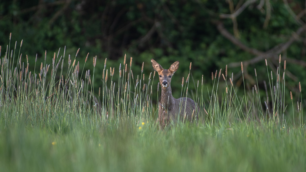 Chevreuil -5--1.jpg