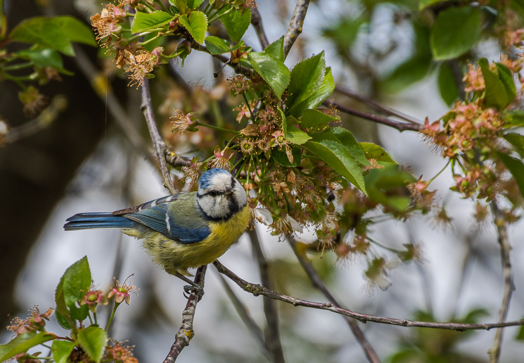 Mésange bleue -0-.jpg