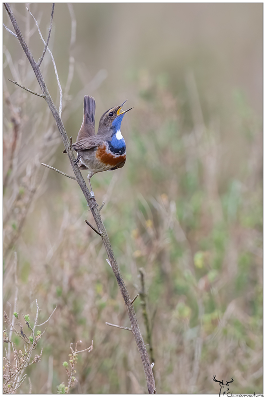 gorge_bleue_2026-11.jpg