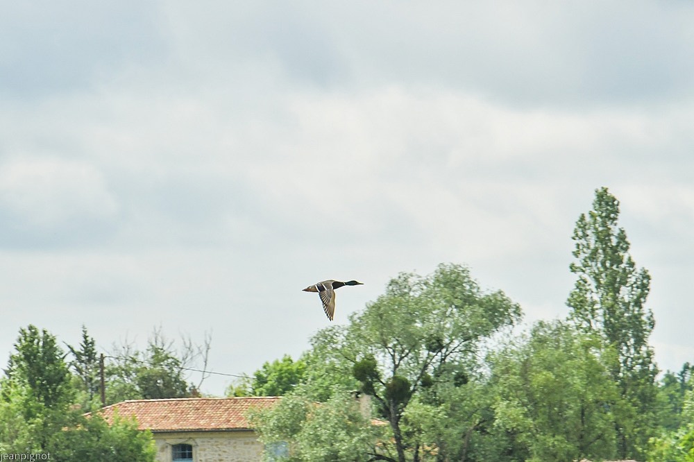 N10 colvert.JPG