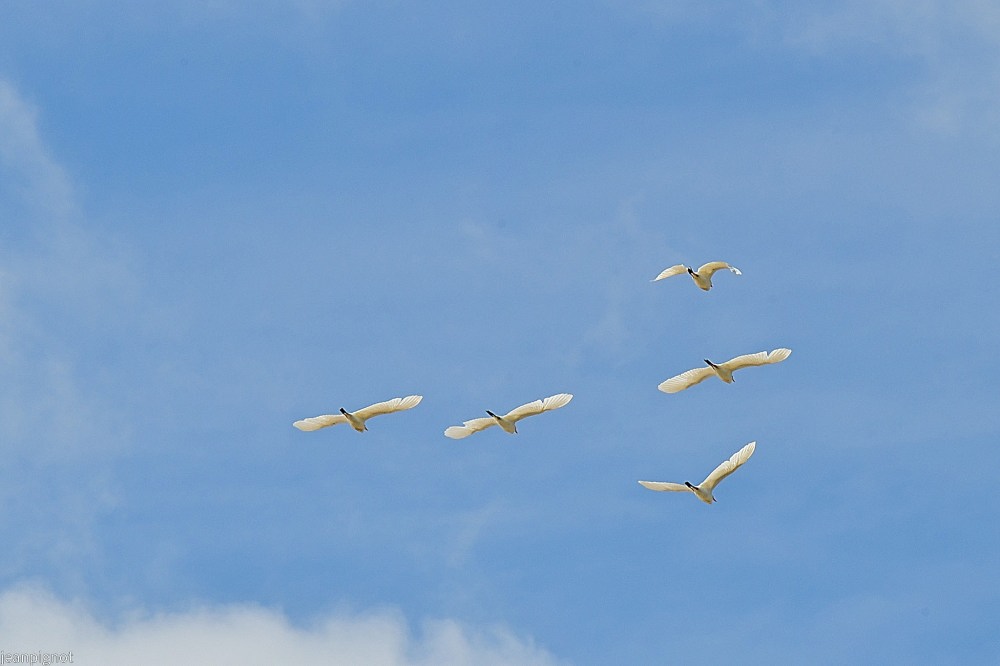 N9 passage de gardes boeuf.JPG
