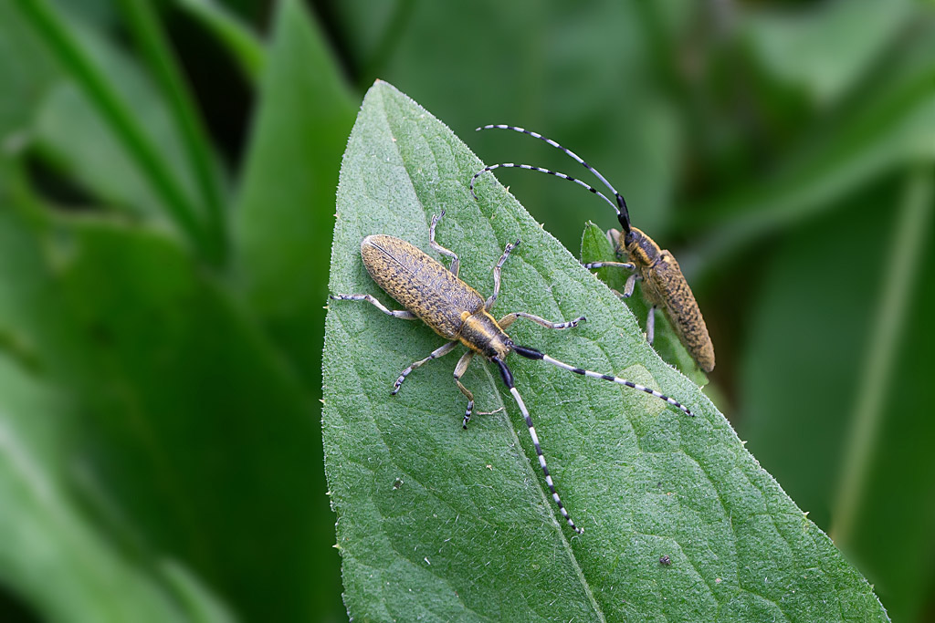 Agapanthia villosoviridescens.jpg