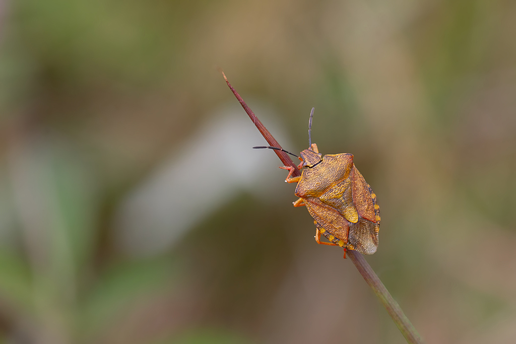 Carpocoris purpureipennis.jpg
