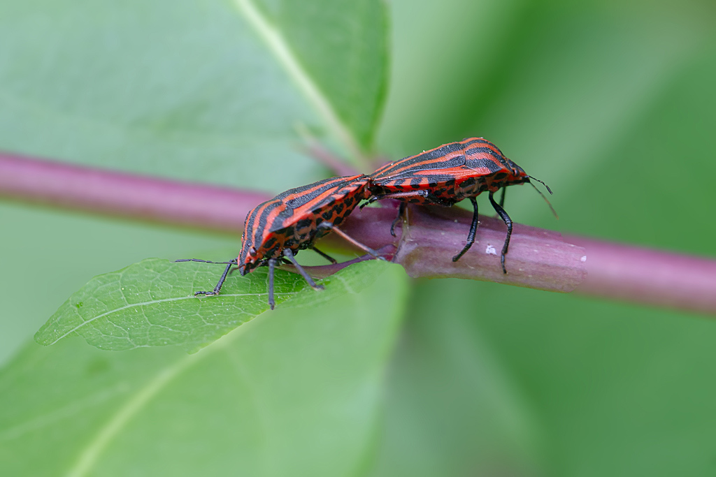 Graphosoma italicum.jpg
