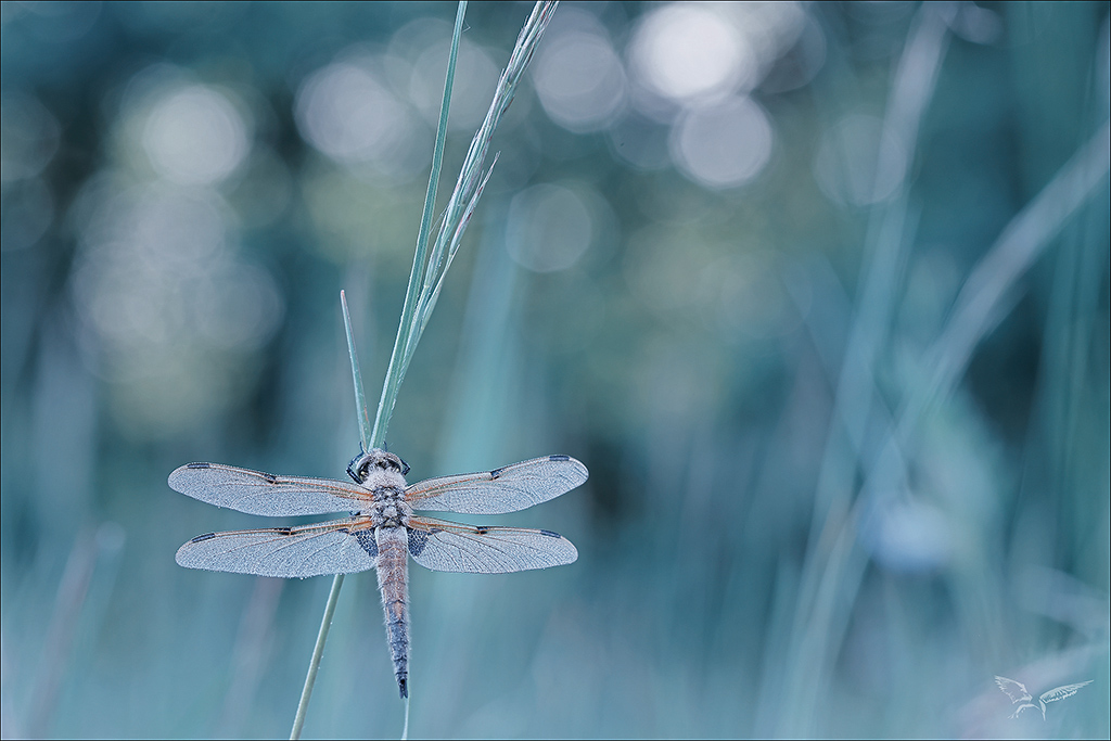 Libellula quadrimaculata_26.04.26-0004+.jpg