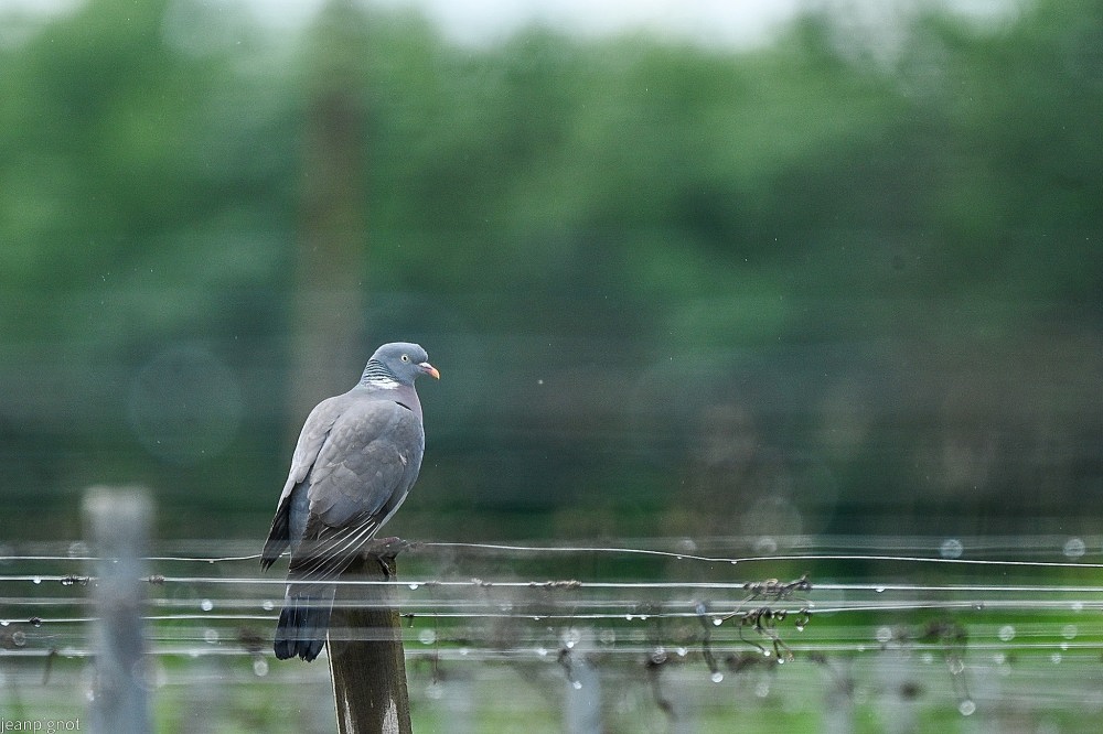 N3 pigeon ramier.JPG