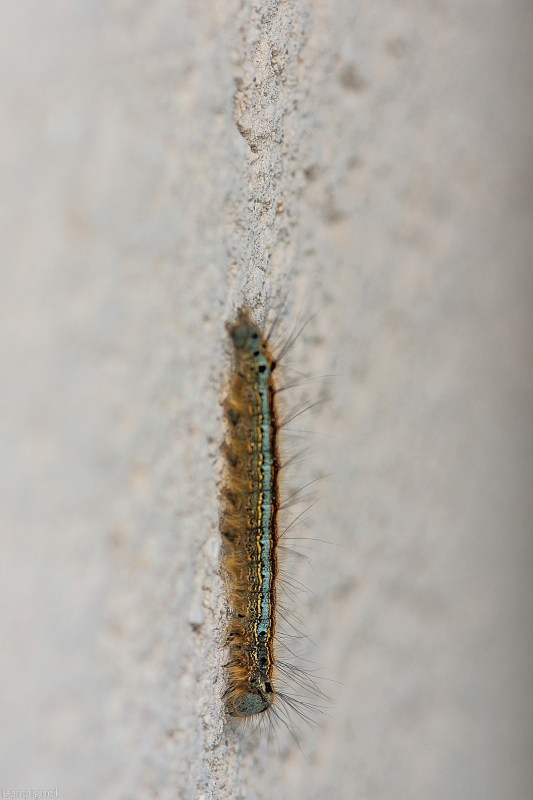 N12 chenille.JPG